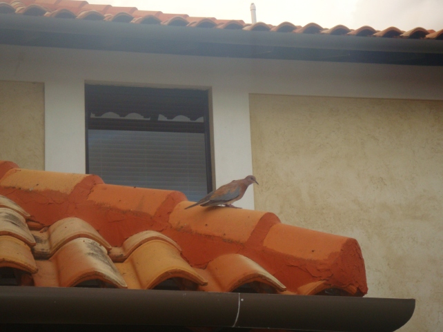 roofbird